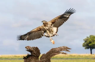 Juvenile fish eagle with cat fish