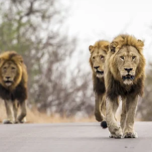 lion males, sabi sands, south africa safaris