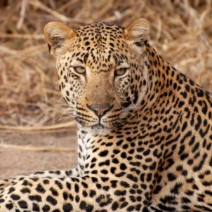 Leopard in the Sabi Sands, South Africa safaris