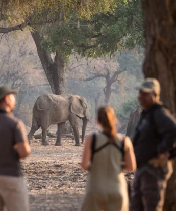 Walking Safari, Wilderness Chikwenya, Mana Pools, Zimbabwe