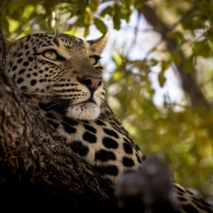 A Safari Exploration, Trips, Yellow Zebra Safaris