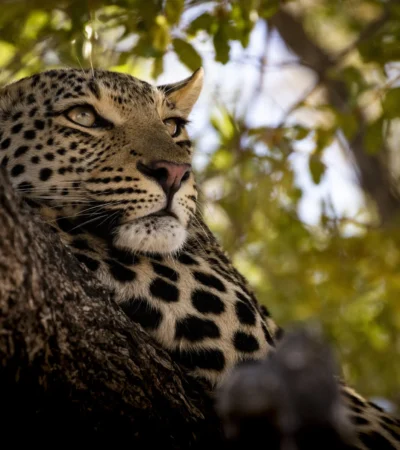 A Safari Exploration, Trips, Yellow Zebra Safaris