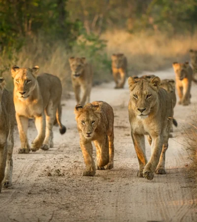 Lion pride, Tanzania national park safari