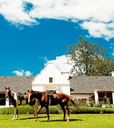Horses, The Manor at Ngorongoro, Ngorongoro Crater, Tanzania