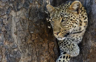 leopard, may in tanzania, safari africa