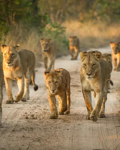 Ten lions walk on a sandy path - Yellow Zebra Safari