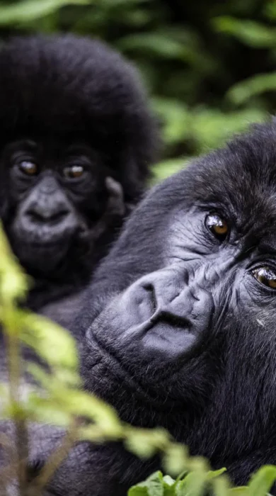 Gorillas, Wilderness Bisate Reserve, Volcanoes NP, Rwanda