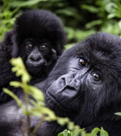 Gorillas, Wilderness Bisate Reserve, Volcanoes NP, Rwanda