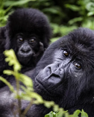 Gorillas, Wilderness Bisate Reserve, Volcanoes NP, Rwanda