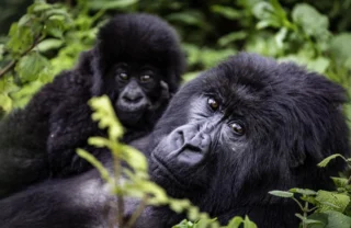 A gorilla and their baby sitting on their chest look at the camera, Wilderness Bisate Reserve, Volcanoes National Park, Rwanda - Yellow Zebra Safaris