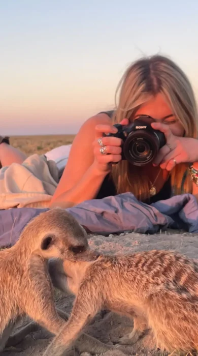 A woman with blonde hair lying on the ground to take a close up photo of meerkats around a burrow. Two meerkats grooming each other in peace along side the woman's presence.