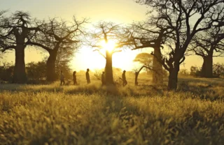The low sun flits through Acacia tree branches, Ruaha National Park, Tanzania - Yellow Zebra Safari