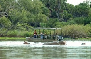 Hippos rise out of the water in front of a boat cruise, Nyerere National Park, Tanzania - Yellow Zebra Safari