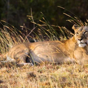 lion safaris, amboseli and chyulu hills, kenya