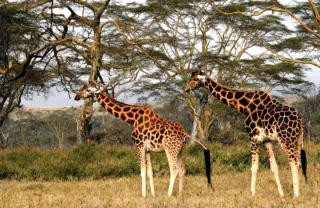 giraffe in Lake Nakuru, Kenya safari vacations