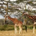 giraffe in Lake Nakuru, Kenya safari vacations
