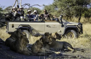 A Mombo safari truck watches a pride of lions shelter from the sun, Mombo Camp, Botswana - Yellow Zebra Safaris