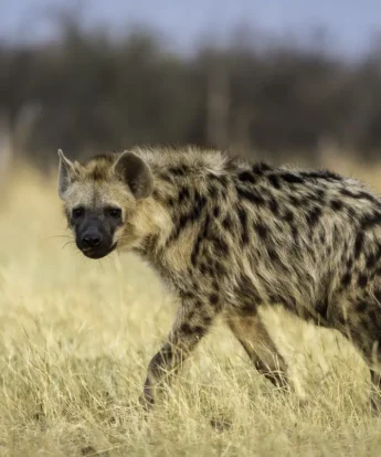 A lone hyena walks in the high grass and stares down the camera, Hwange National Park, Zimbabwe - Yellow Zebra Safaris