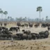 buffalo in hwange national park, zimbabwe safaris