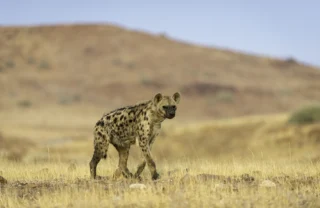 A hyena turns toward the camera, dunes in the background, Damaraland, Namibia - Yellow Zebra Safari