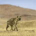 A hyena turns toward the camera, dunes in the background, Damaraland, Namibia - Yellow Zebra Safari