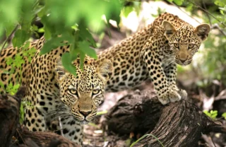 leopards, Timbavati Game Reserve, south africa safaris