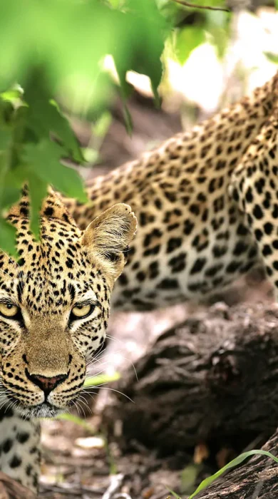 leopards, Timbavati Game Reserve, south africa safaris