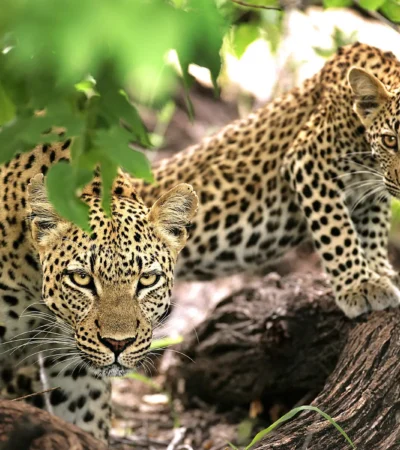 leopards, Timbavati Game Reserve, south africa safaris