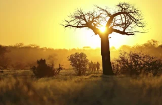 Setting sun's rays dappled through a tall tree as people walk beneath, Tanzania - Yellow Zebra Safaris