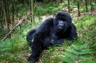 A gorilla sits in bracken and watches the camera, Rwanda - Yellow Zebra Safaris