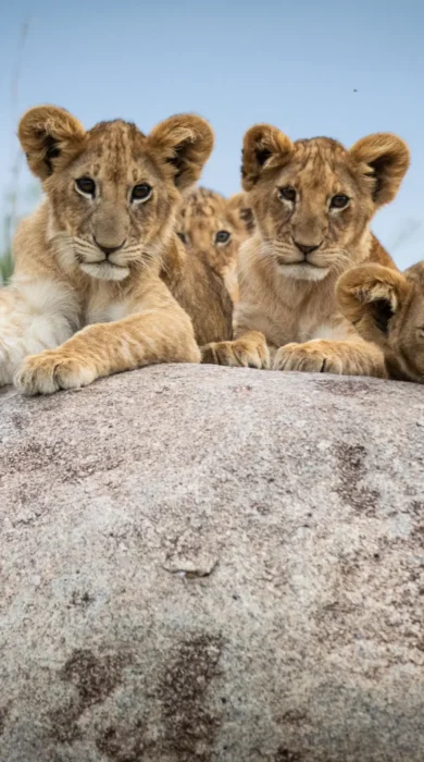 Lions, Lamai Serengeti, Serengeti, Tanzania