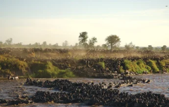 Sayari Mara River crossing, sayari camp, tanzania