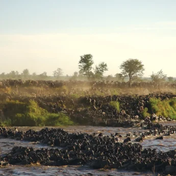 Sayari Mara River crossing, sayari camp, tanzania