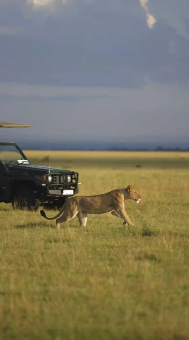 game drive, grumeti river lodge, serengeti, tanzania