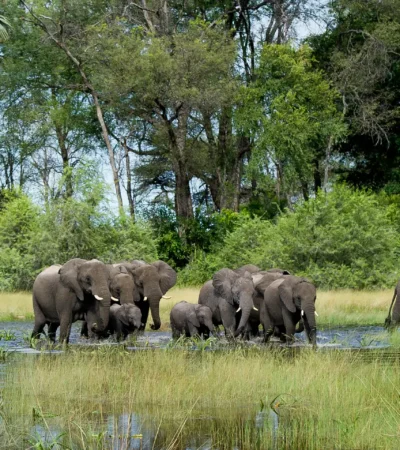 Botswana River crossing with Elephants