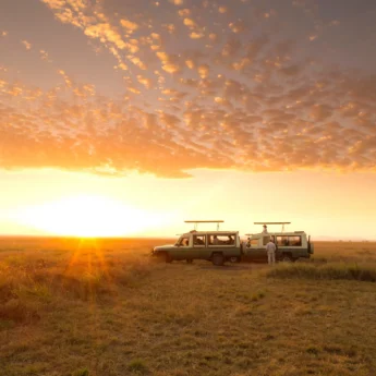 Tanzania Game Drive Sunrise yellow zebra safaris
