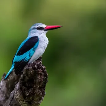 kingfisher birdlife okavango delta park wildlife