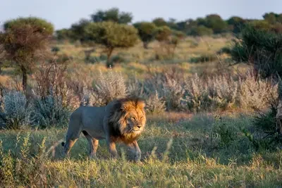 Black Mane Lion Kalahari Plains camp Botswana