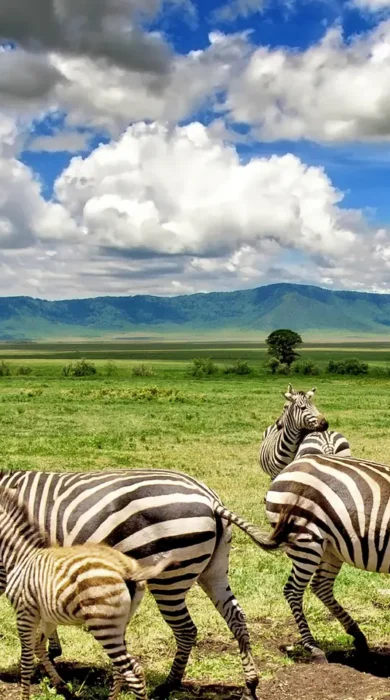 Zebra in Tanzania