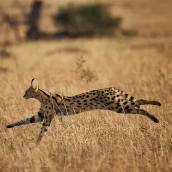 Serval bounds through the golden grass, Tanzania - Yellow Zebra Safari