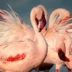 Flamingos Birdlife Tanzania