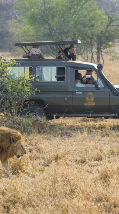 Kirawira Camp serena Game Drive lion