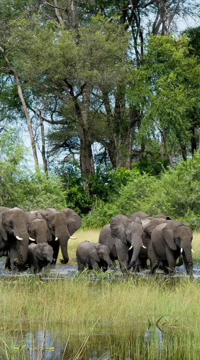 Botswana Safari - River crossing Elephants