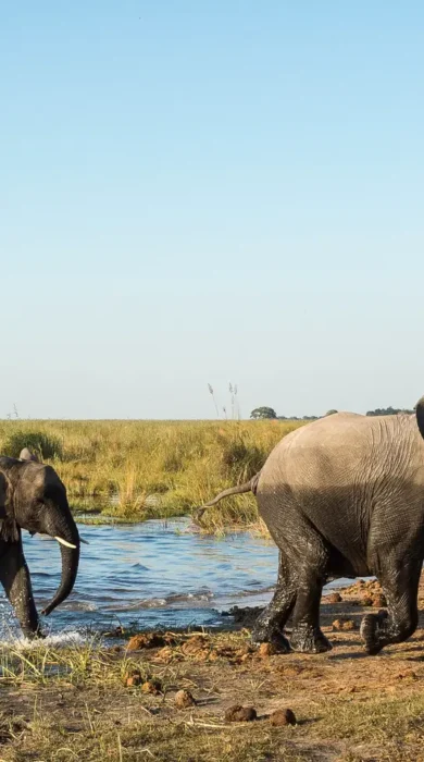 Muddy elephants walk through water, DumaTau, Botswana - Yellow Zebra Safaris