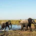 Muddy elephants walk through water, DumaTau, Botswana - Yellow Zebra Safaris