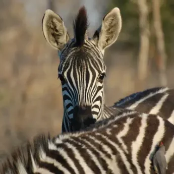 zebra-plains-game-south-africa-wildlife-yellow-zebra-safaris