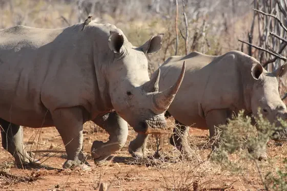 rhinos-big-five-south-africa-wildlife-yellow-zebra-safaris