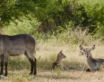 Singita-sweni-lodge-wildlife2-South-Africa
