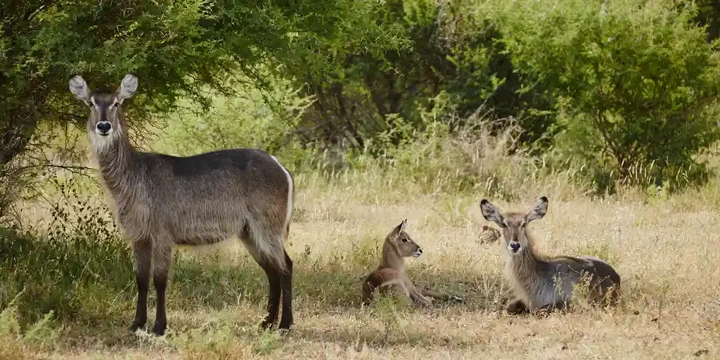 Singita-sweni-lodge-wildlife2-South-Africa