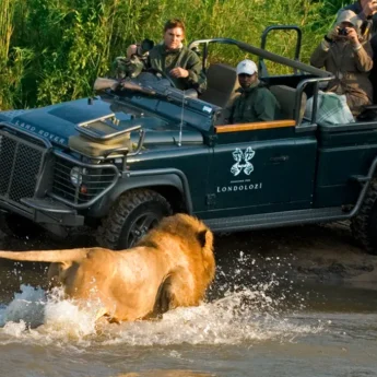 A male lion runs through water towards a parked safari vehicle, Kruger National Park - Yellow Zebra Safaris